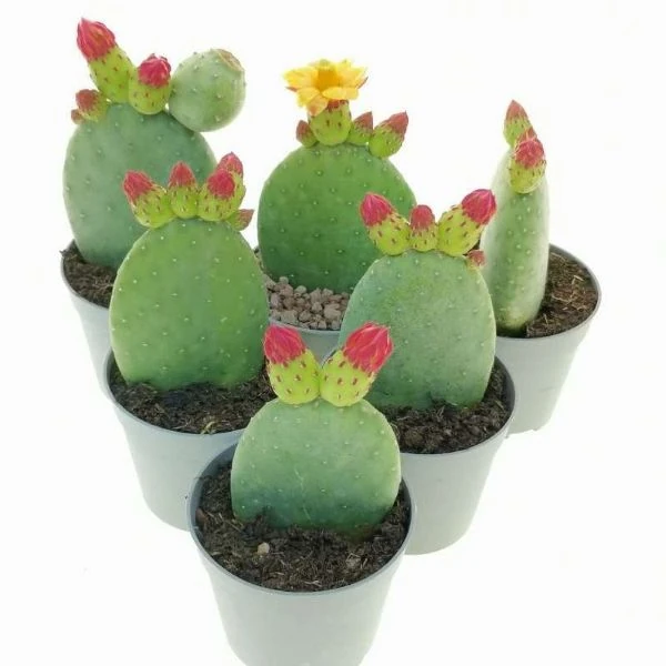 Зображення Тацинга неприємна - Tacinga inamoena 