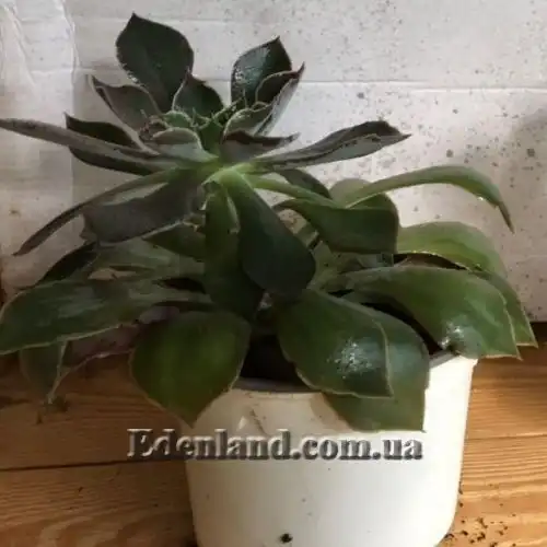 Зображення Ехеверія шавіана х стриктіфлора - Echeveria shaviana х strictiflora