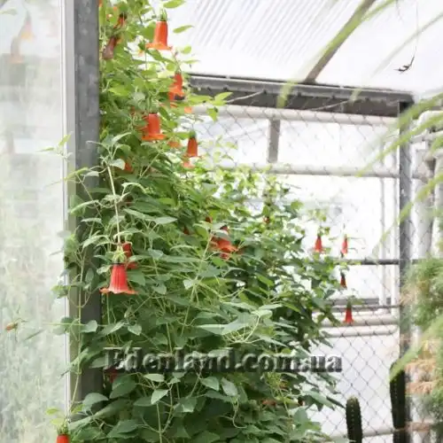 Изображение Канарина канарская - Canarina canariensis