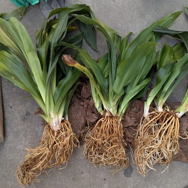 Зображення коренева система