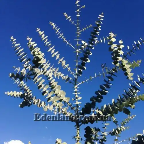 Изображение Эвкалипт припудренный Сорт Baby Blue - Eucalyptus pulverulenta