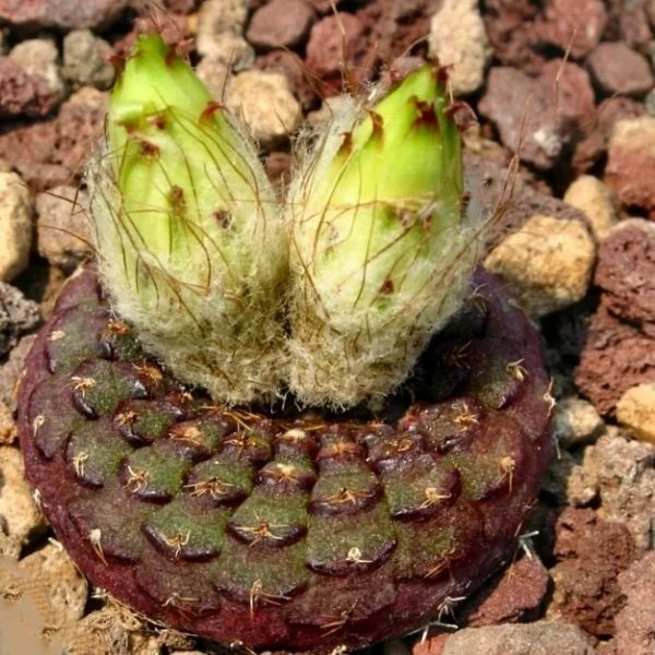 Зображення Фрайлея панцирна - Frailea cataphracta 