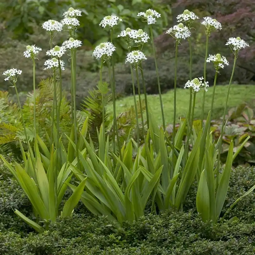 Изображение цветение в саду