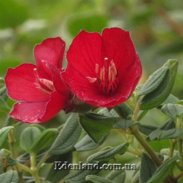 Зображення Тібухіна гросса - Tibouchina grossa