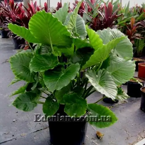 Изображение Алоказия пахучая - Alocasia odora