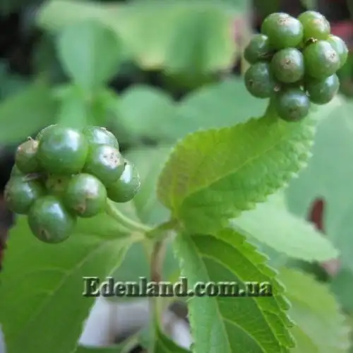 Изображение зеленые плоды