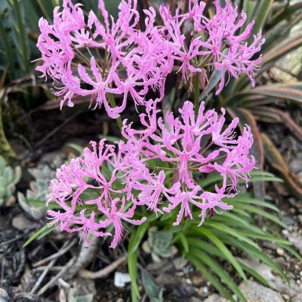 Зображення Неріне хвиляста - Nerine undulata 