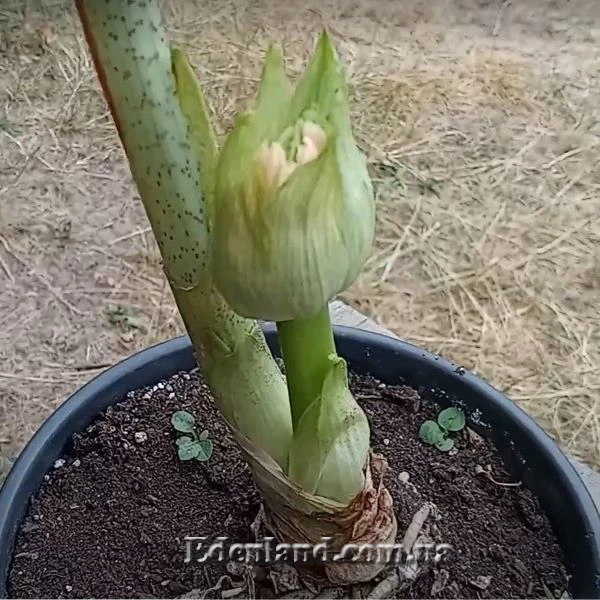 Изображение появление цветоноса