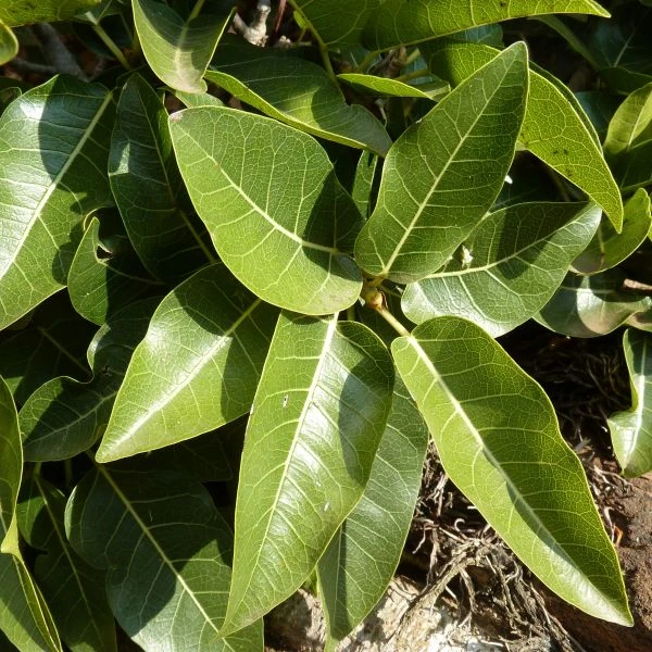 Зображення Фікус величезний - Ficus ingens 