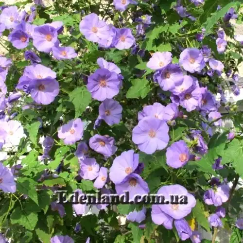 Абутилон виноградолистный (голубой) - Abutilon vitifolium