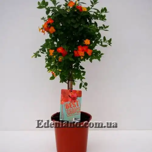 Изображение Стрептосолен Джеймсона - Streptosolen jamesonii