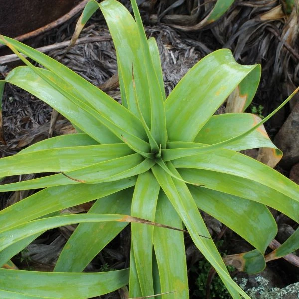 Зображення Кніпхофія Норт - Kniphofia northiae