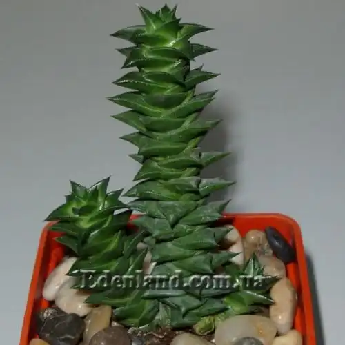 Изображение Астролоба листочковая - Astroloba foliolosa