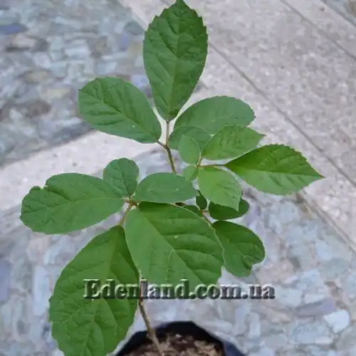 Изображение Табебуя золотистоцветковая - Tabebuia chrysantha