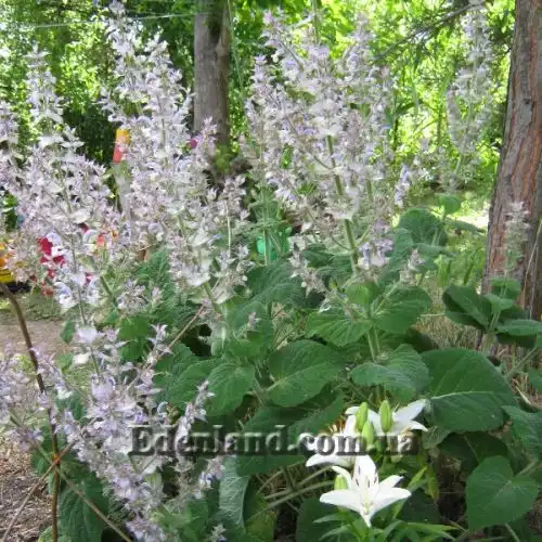 Зображення Шавлія мускатна - Salvia sclarea