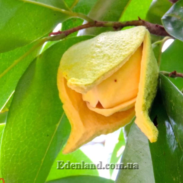 Зображення квітка