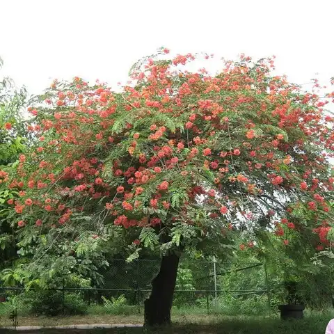 Изображение цветущее дерево