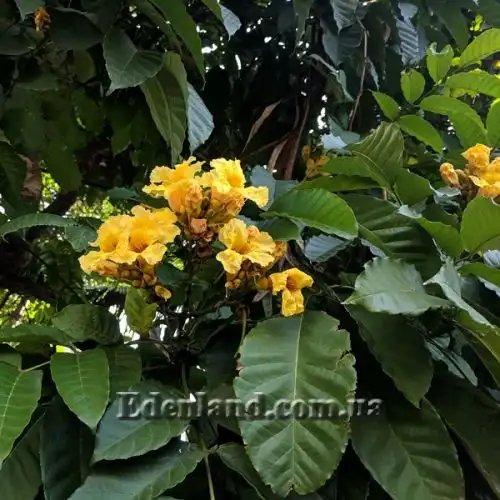 Зображення Маркамія жовта - Markhamia Lutea