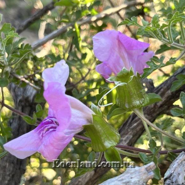 Изображение Буттония великолепная  - Buttonia superba