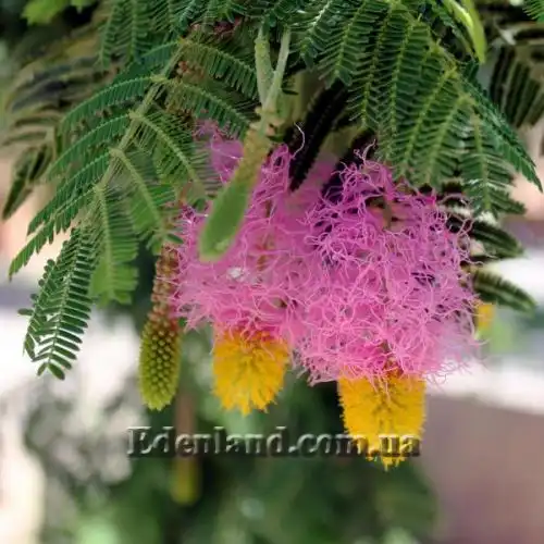 Дихростахіс попелястий - Dichrostachys cinerea