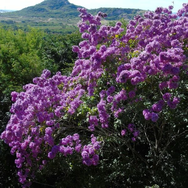 Изображение Хандроантус импетигинозный  - Handroanthus impetiginosa