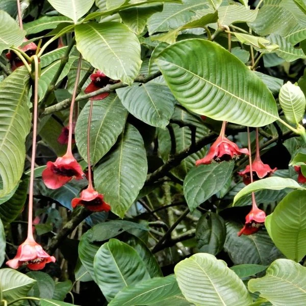 Палікурея Корреа - Palicourea correae  