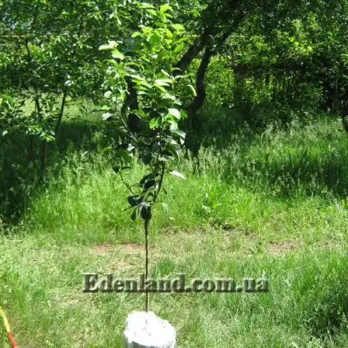 Изображение Апельсины,  мандарины, лимоны и клементины крупномеры.