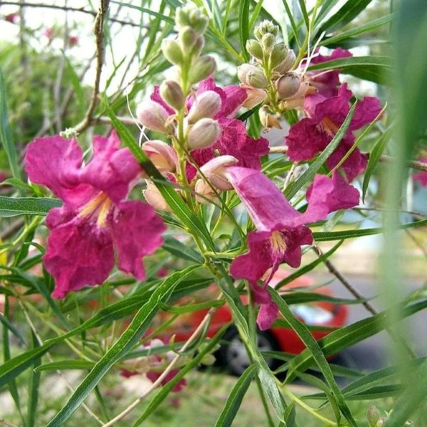 Зображення Хілопсис лінійний - Chilopsis linearis 