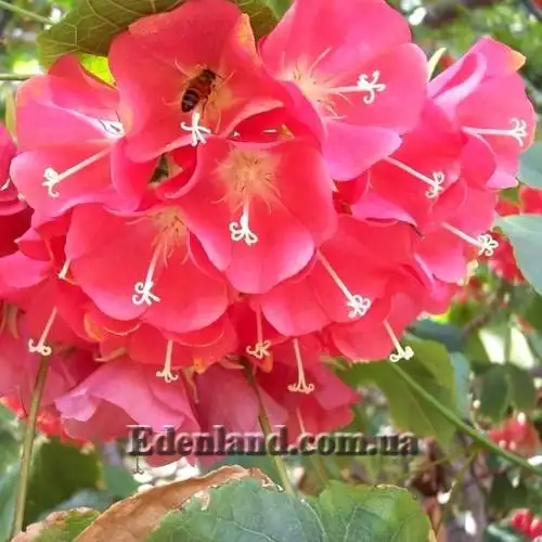 Зображення Домбея верхівкова - Dombeya cacuminum