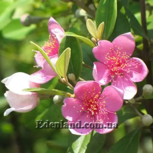 Изображение Родомирт войлочный - Rhodomyrtus tomentosa