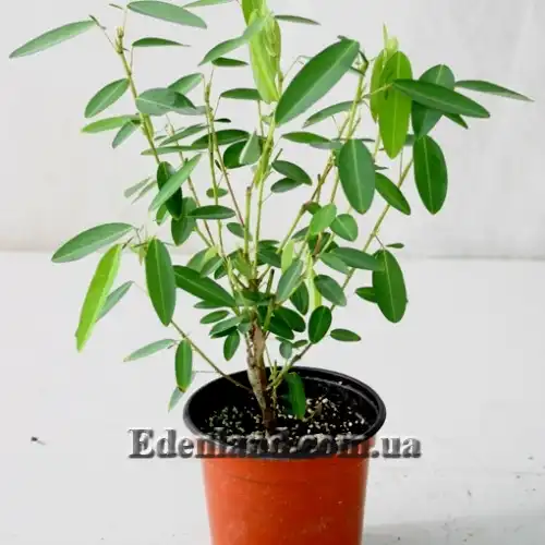 Зображення молодий саджанець