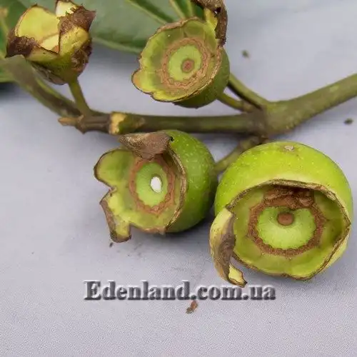 Изображение плоды