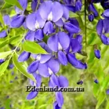 Изображение Болюсантус изящный - Bolusanthus speciosus