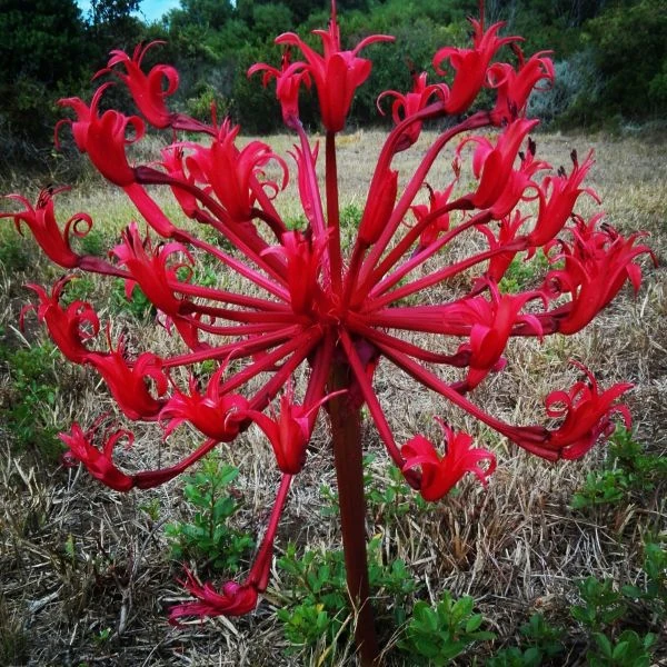 Изображение Брунсвигия восточная - Brunsvigia orientalis  