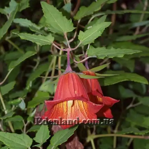 Изображение Канарина канарская - Canarina canariensis