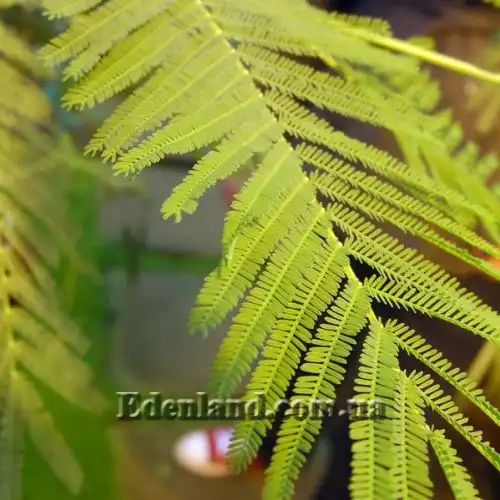 Изображение Акация беловатая (серебристая) - Acacia dealbata