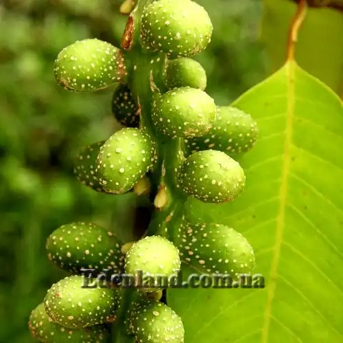 Изображение плоды