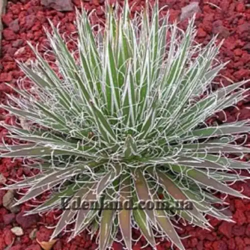 Зображення Агава нитконосна підвид Шідігера - Agave filifera ssp. schidigera