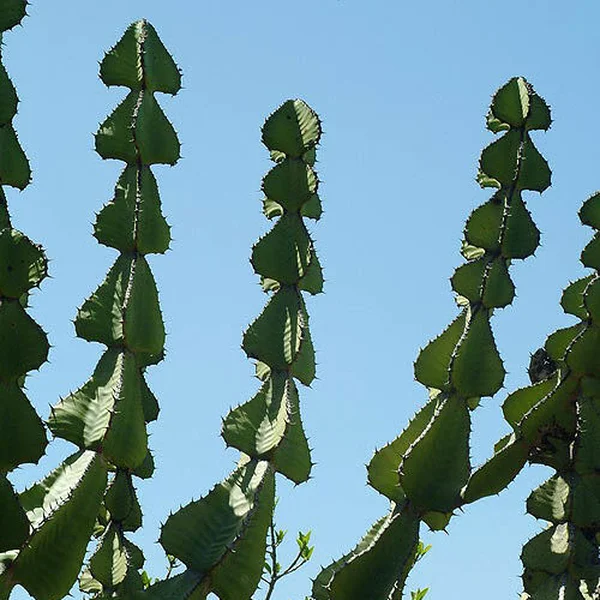 Молочай Купера - Euphorbia cooperi — гілки