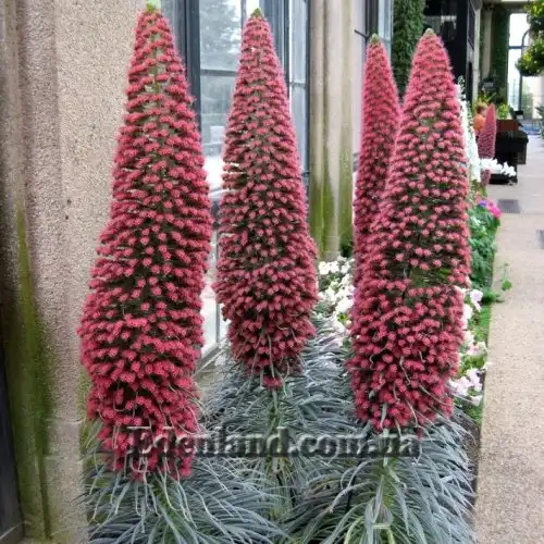 Изображение цветущие растения