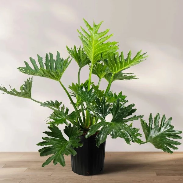 Тауматофіллум двоперисторозсічений (Філодендрон Селло) - Thaumatophyllum bipinnatifidum 