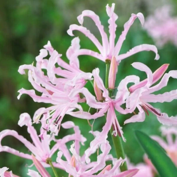 Зображення Неріне хвиляста - Nerine undulata 