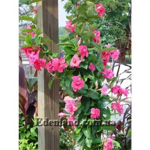 Изображение Мандевилла приятная - Mandevilla amabilis 