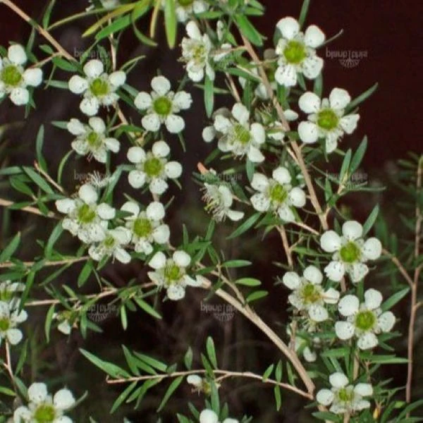 Зображення Лептоспермум Петерсона  - Leptospermum petersonii 