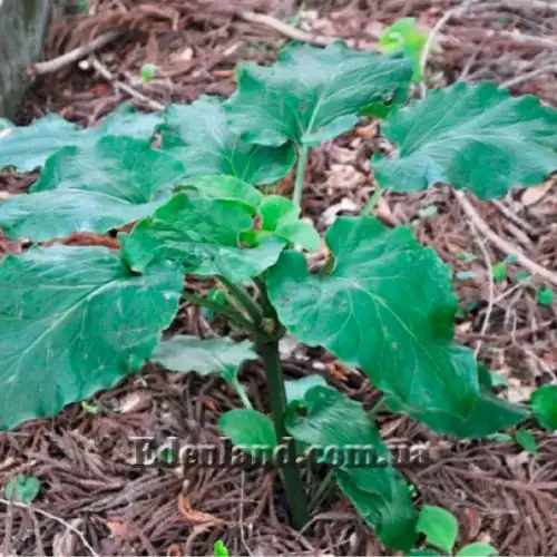Изображение Кардиокринум сердцевидный - Cardiocrinum cordatum