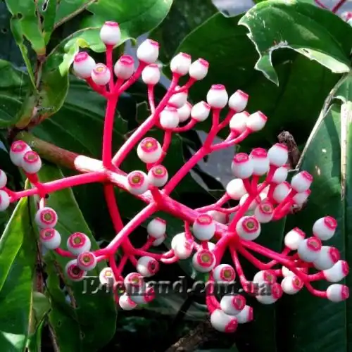 Зображення Медініла білоквіткова - Medinilla albiflora