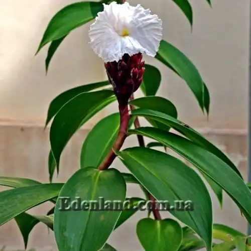 Гелления прекрасная - Hellenia speciosa