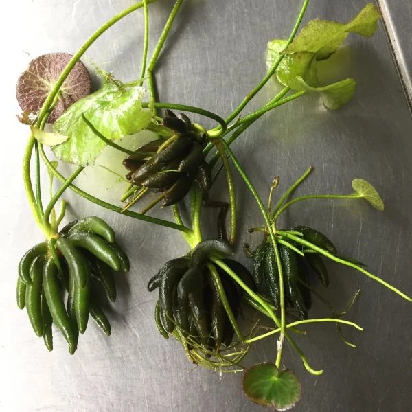 Изображение Нимфоидес водный - Nymphoides aquatica 