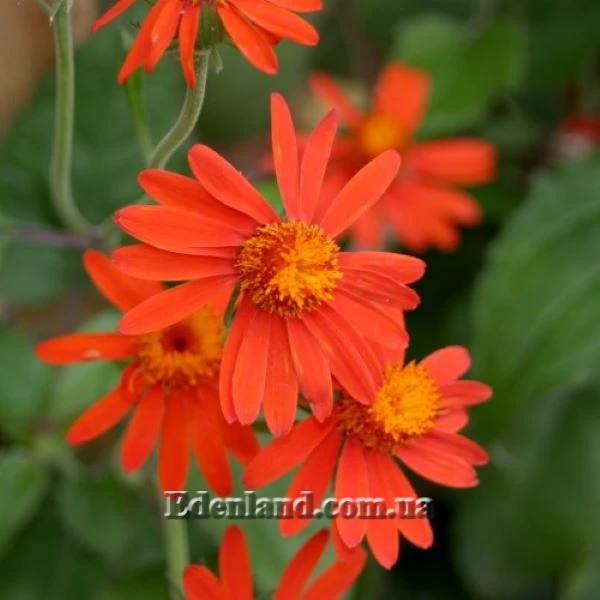 Изображение цветы