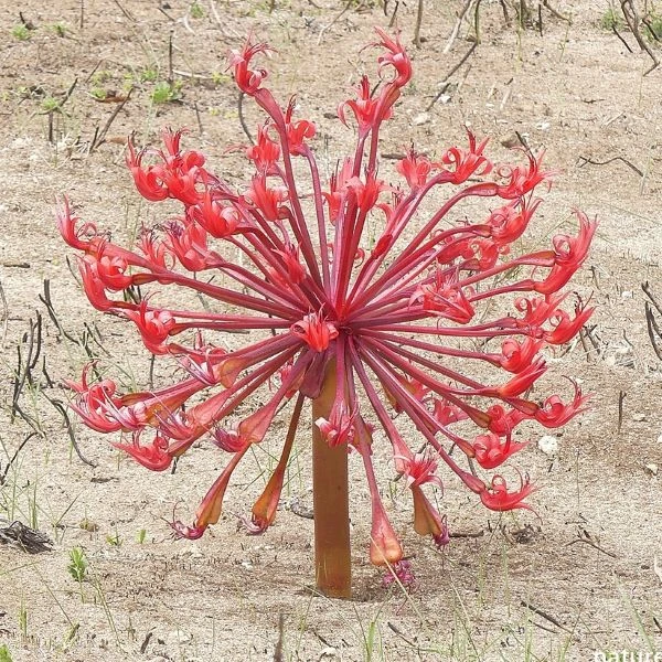 Изображение Брунсвигия восточная - Brunsvigia orientalis  